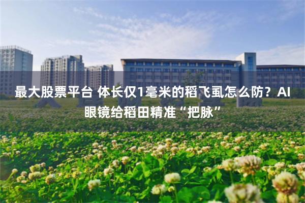 最大股票平台 体长仅1毫米的稻飞虱怎么防？AI眼镜给稻田精准“把脉”